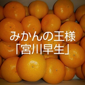 みかんの王様【宮川早生】 Ｍサイズ