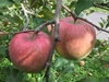 りんごのイメージそのまま ザ・王道 りんご サンふじ 5kg