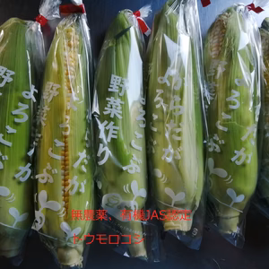 無農薬、有機とうもろこし