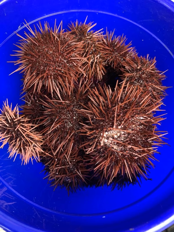 甘味広がる！徳島県産赤ウニ