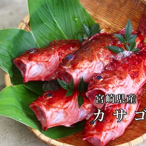 【送料無料】料理の幅が広がる白身魚「カサゴ」（1kg)