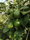 南国フルーツと柑橘とフィンガーライムの5種セット