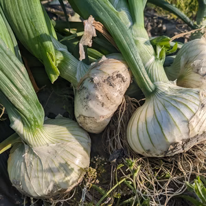 オトナの新たまホワイトオニオン【農薬不使用】（静岡県産）