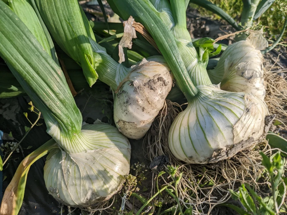 オトナの新たまホワイトオニオン【農薬不使用】（静岡県産）