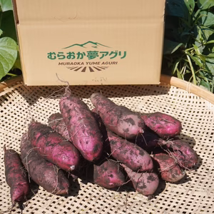 【パープルスイートロード】ひときわ映える、紫の輝き。栽培期間中農薬不使用。
