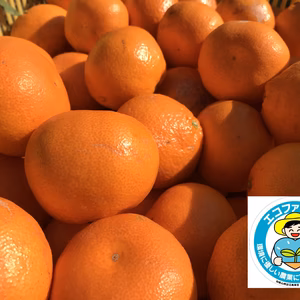 木ならし完熟 大玉みかん 有田みかん5kg