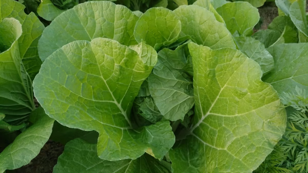 谷さんの野菜セット