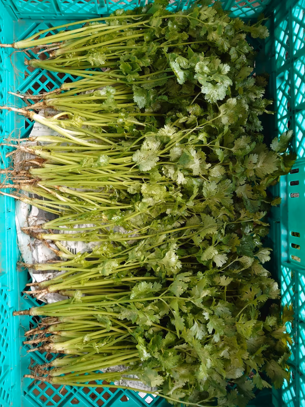 パクチー　定期便　有機