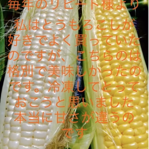 あま〜い南信州とうもろこし白6サミット6計12本