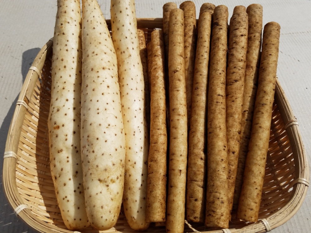 クール便 青森県産長芋 カット済み と特別栽培ごぼうのセット 農家漁師から産地直送の通販 ポケットマルシェ