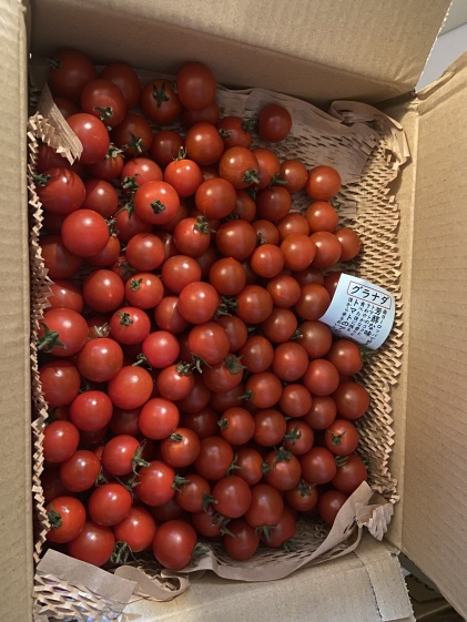 絹島グラベルの通販 長嶋智久さん 農家漁師から産地直送の通販 ポケットマルシェ