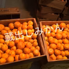 和歌山産 蔵出し みかん 小粒