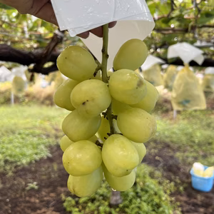 訳あり　雄宝 ぶどう　型崩れ房のセット 長野県高山村産　