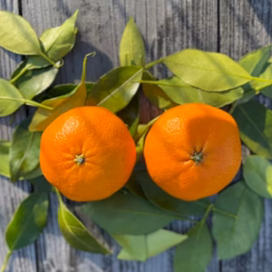 【今が旬！】甘平5kg ご家庭用