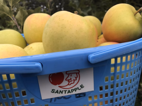 9月30日頃～　抜群の甘さに、トキめく事間違いなし？！青森りんご　トキ　家庭用　