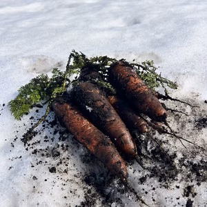 《極甘、雪下ニンジン》農薬・化学肥料不使用