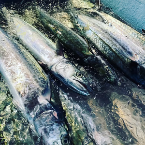 伊勢湾産サワラ