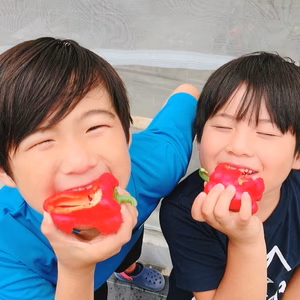 和ぷりか【中～小玉・訳あり】1ｋｇ　 丸かじり❕お茶肥料で濃い味♥