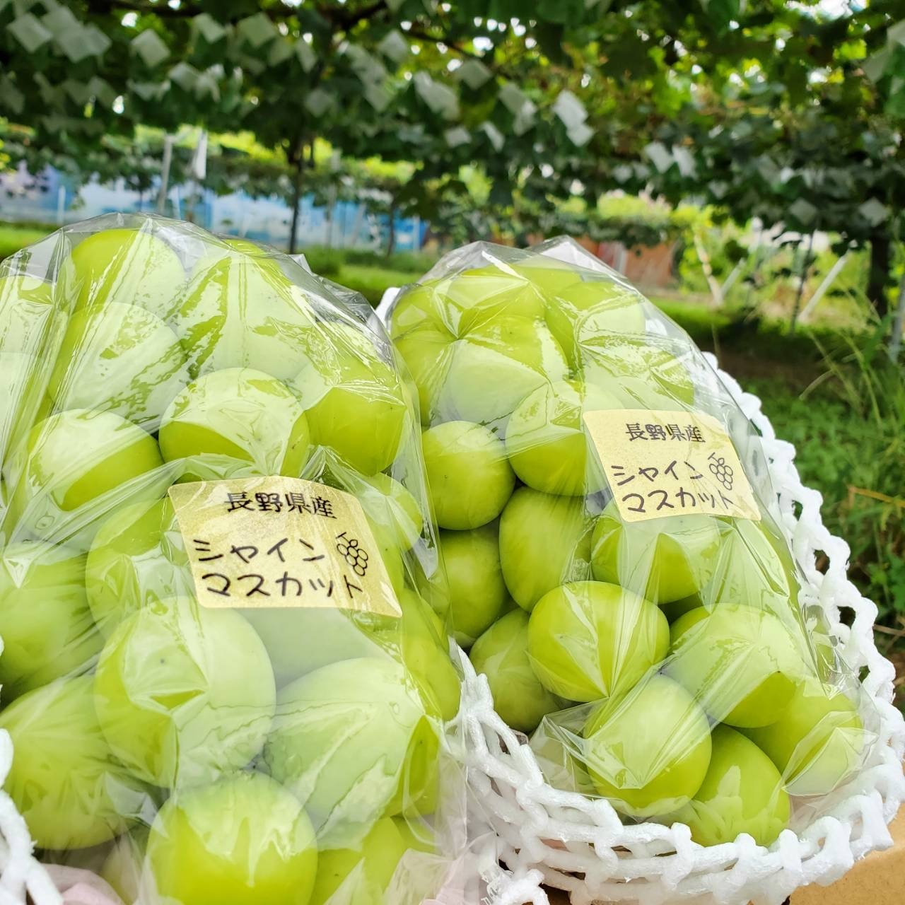 岡山県産 絶品朝採りシャインマスカット・瀬戸ジャイアンツ 2kg超 岡山県産 絶品朝採りシャインマスカット・瀬戸ジャイアンツ 2kg超 瀬戸