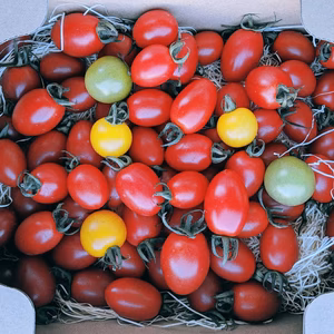 うさぎのとまと「あいこ」