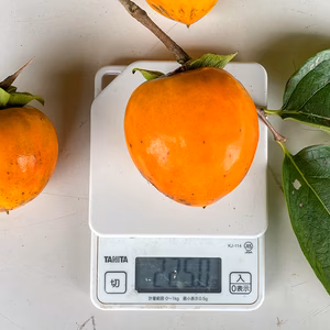 【今年分終了】自然栽培 干し柿用 渋柿 2kg（10個以上）