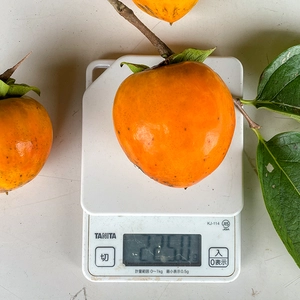 【今から採り時】自然栽培 干し柿用 渋柿 2kg（10個以上）