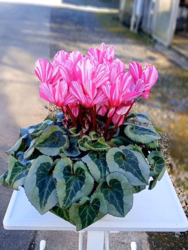 シクラメン　ハーレカイン