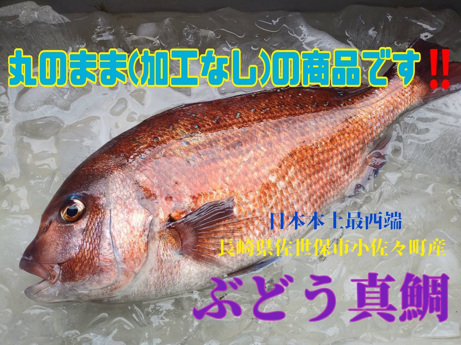 活き〆 丸のまま 日本本土最西端の海で大切に育てた真鯛 農家漁師から産地直送の通販 ポケットマルシェ