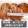 《数量限定20件!!》山六水産の２年貝【5kg】ヘラ付