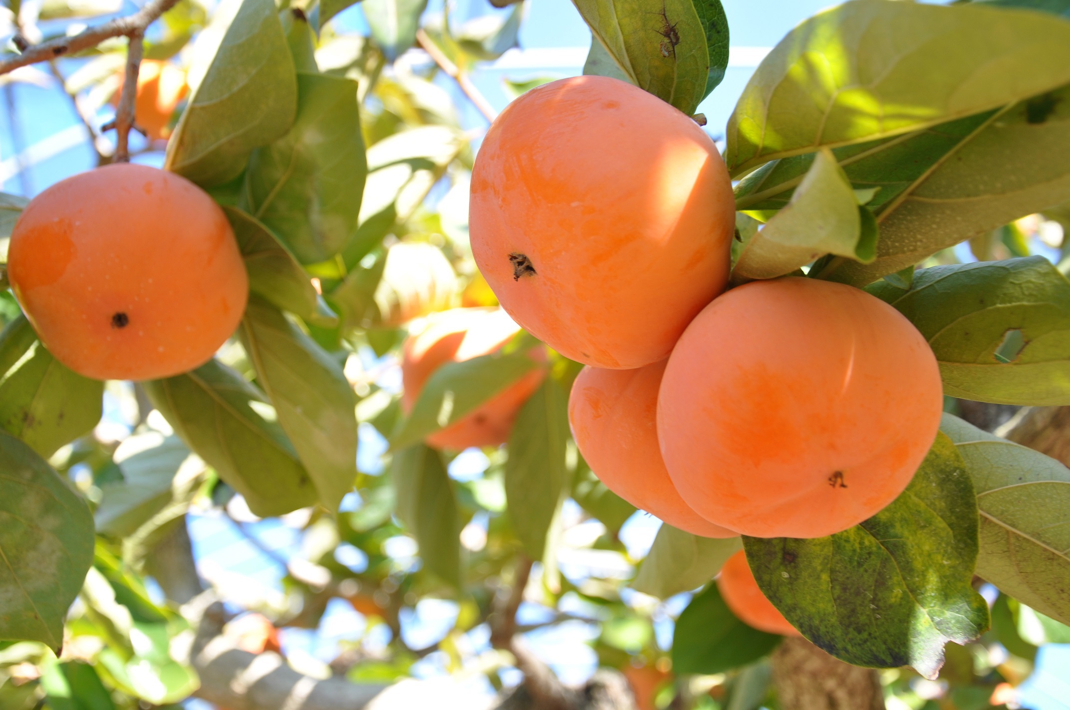 幻の柿 次郎柿を干し柿にしちゃいました 柿乃助5個 6個入り0g ２袋セット 農家漁師から産地直送の通販 ポケットマルシェ