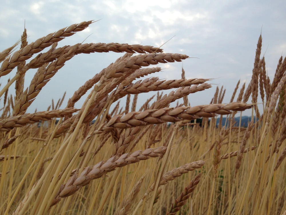 自然栽培スペルト小麦（全粒粉）100%使用の焼菓子・自然の恵味噌の自然栽培セット
