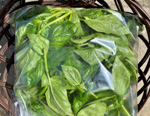 新鮮 生バジル 150g＆大葉10枚×8袋☆朝収穫 香りいい️