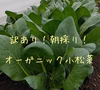 【クール便】【ちょっと訳あり】朝採りオーガニック小松菜約2kg