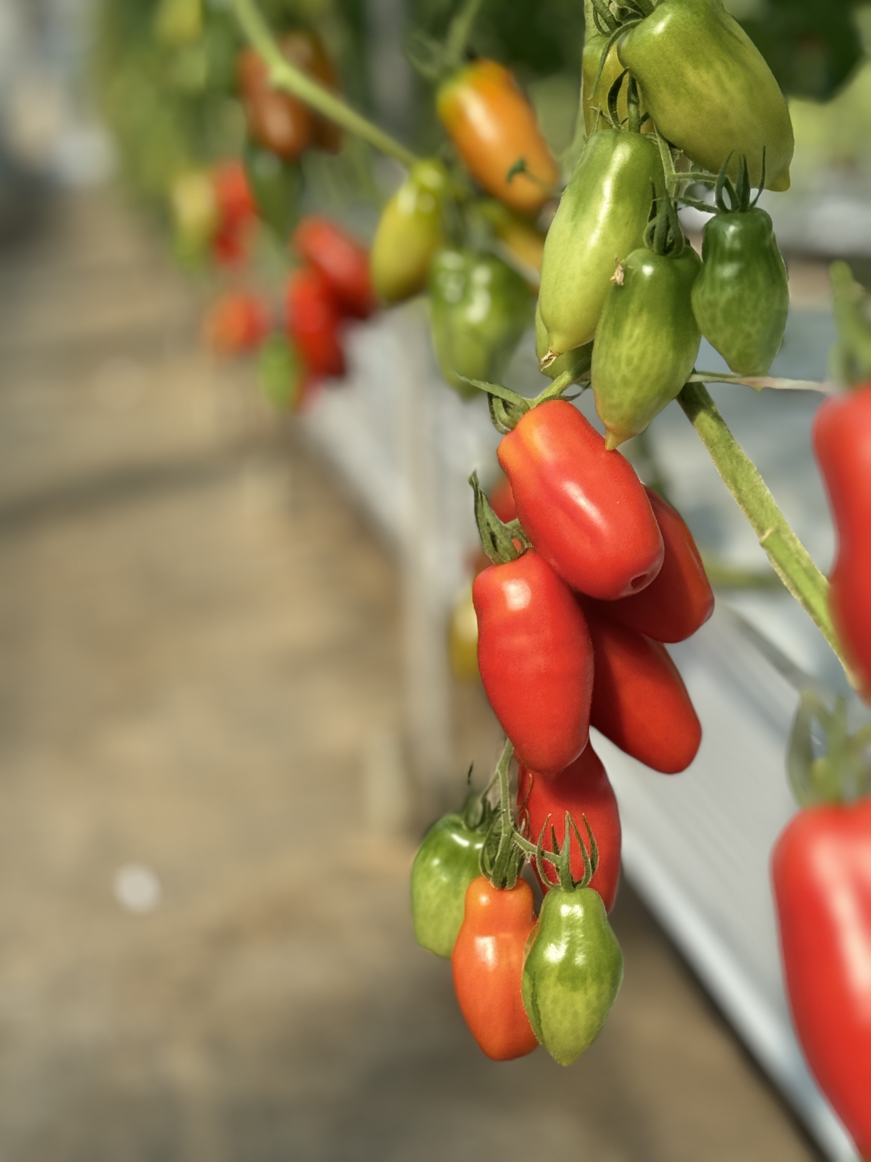 超絶濃厚なソースの元 サンマルツァーノリゼルバ 1㎏｜トマトの商品