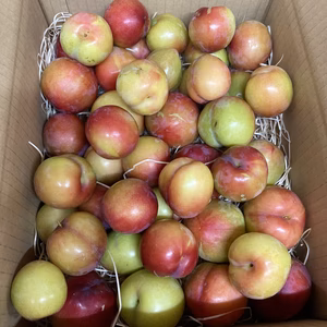 今だけ！すもも【大石早生】傷ありB品