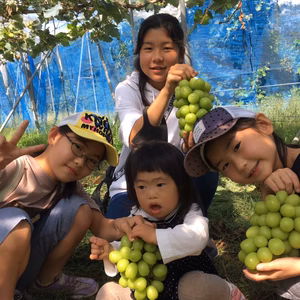 ［122］お土産シャインマスカット4房