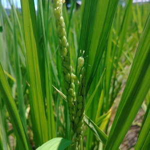 【白米/自然栽培/「ササシグレ」】徳島の清流吉野川の恵みで栽培