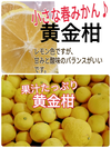 プチドライ付❢【2セット送料無料】（黄金柑橘&春峰）マーマレード