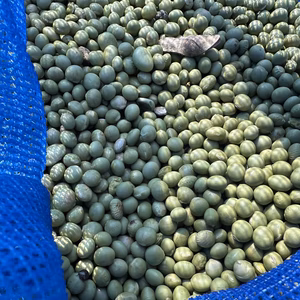 自然栽培大豆（青大豆あやみどり）