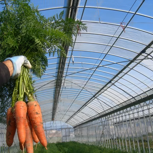 冬が旬！あま～い有機にんじん8袋入り