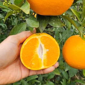 【本家・春峰】春を呼ぶプチプチ食感！爽やかな甘さがクセになる