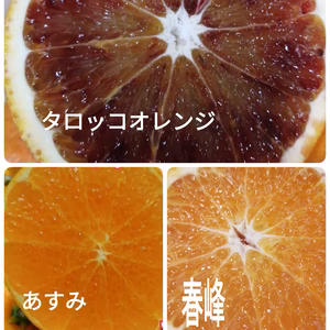 麗紅付❣人気3種セット❢❢タロッコオレンジ&あすみ&春峰 　と選べるセット