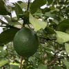 【農薬不使用・ライム】無消毒、農薬・化学肥料不使用、ノーワックス Lime