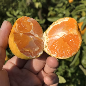 原口早生みかん 長崎県雲仙市産 