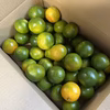 9月24日限定　青みかん　2kg