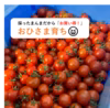 ◆理由があるからお買い得◆採ったまんまの「おひさま育ち」ミニトマト