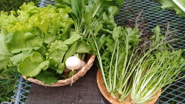 （あんずさん専用）農園はなうたおまかせセット