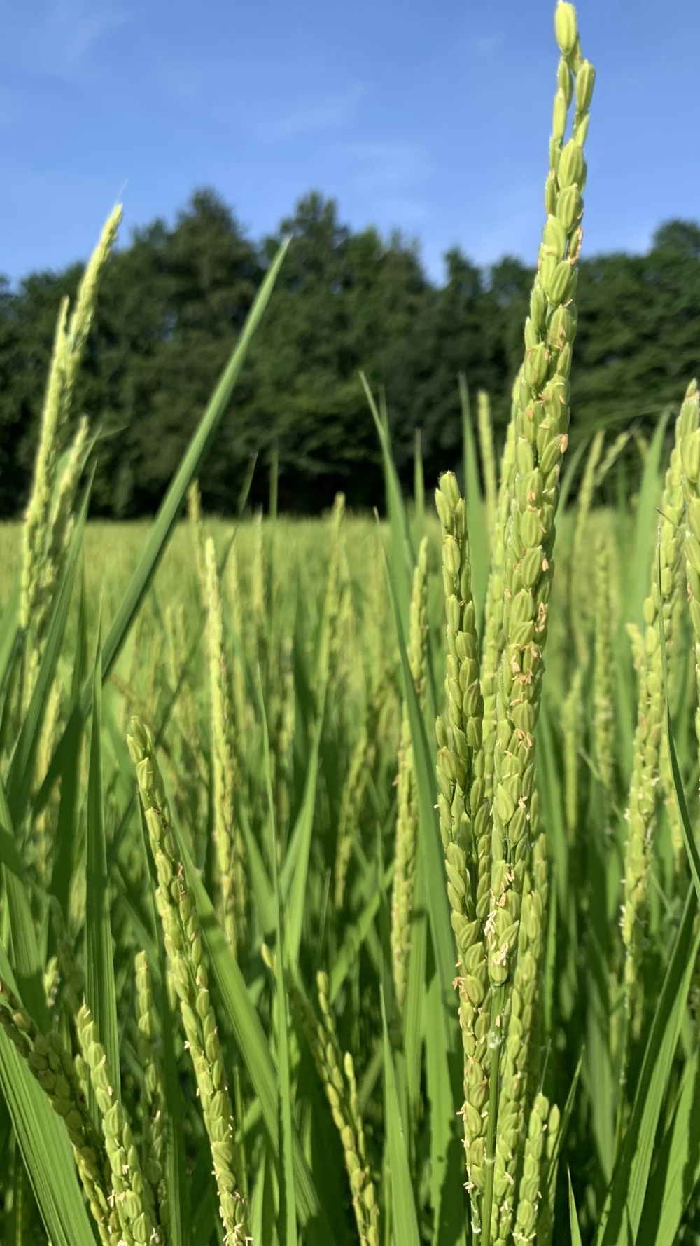 農薬・除草剤・化学肥料不使用【まっちゃん米】令和５年度産コシヒカリ　