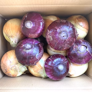 【期間限定】新玉ねぎ(紅白大玉)セット　5kg(梱包材含む)