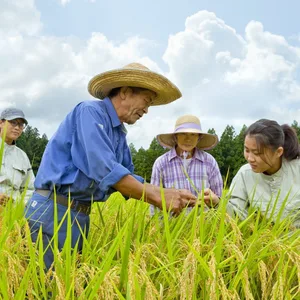 予約 滝本米 ﾌﾟｴﾐｱﾑ 玄米 30kg 新米 農薬不使用 玄米 コシヒカリ